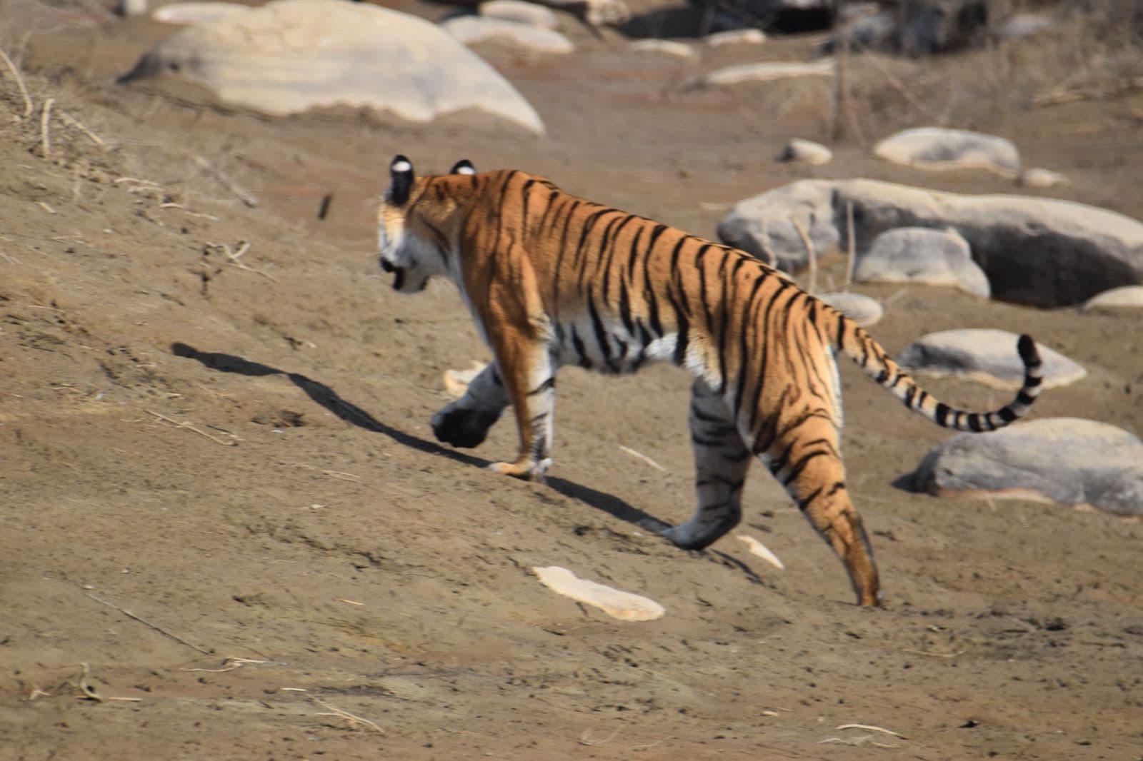 Majestic Tiger Walk