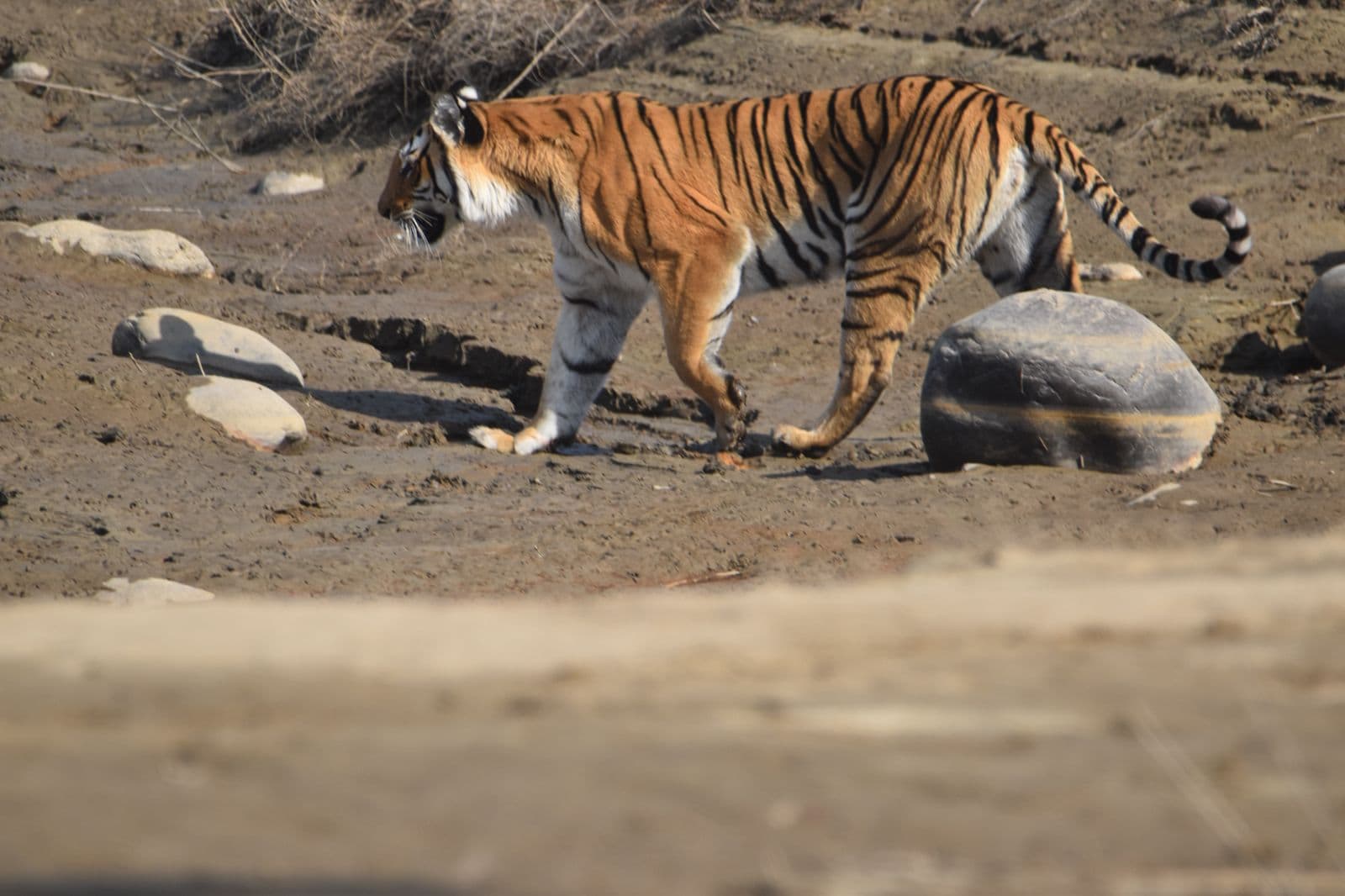 Tiger Climbing Slope